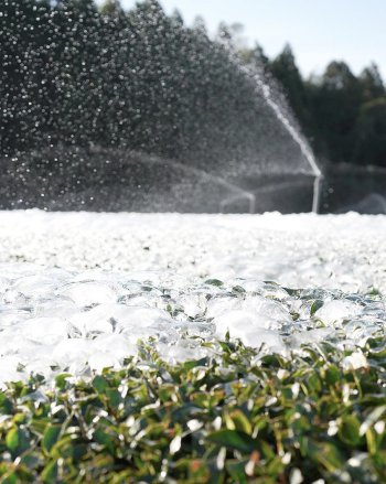 冬の茶畑と水まき