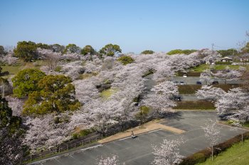 菊池公園の桜②