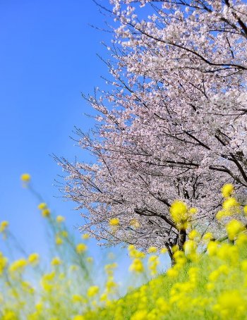 春の菊池公園、桜と菜の花