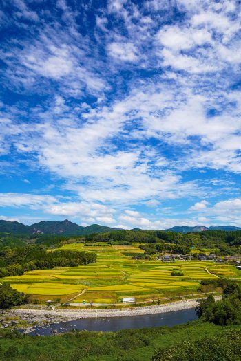 稲刈り前の滝集落