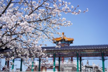 泗水孔子公園の桜②