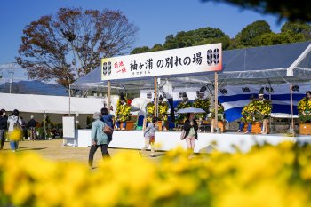 菊人形・菊まつり