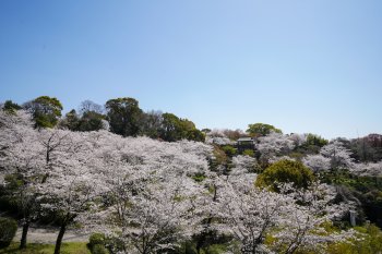 菊池公園の桜