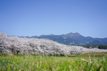 市道伊萩平線沿いの桜並木