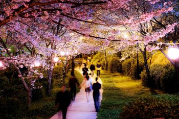 春の菊池公園～夜桜のトンネル～