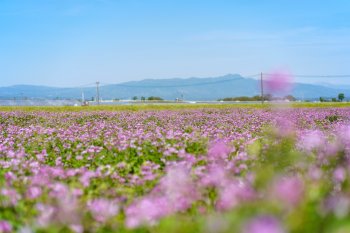 加恵区のレンゲ