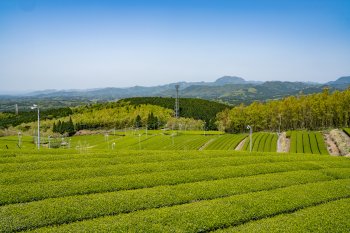 原地区の茶畑