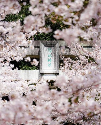 春の菊池神社