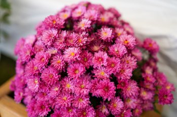 菊人形・菊まつり③