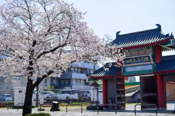 泗水孔子公園の桜