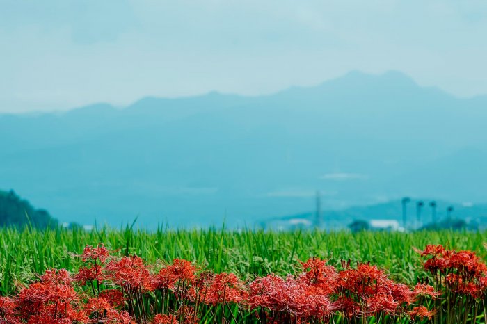 彼岸花と鞍岳