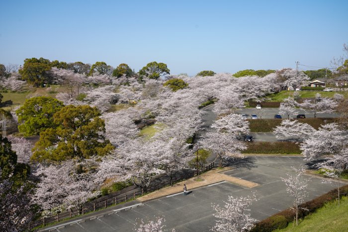 菊池公園の桜②