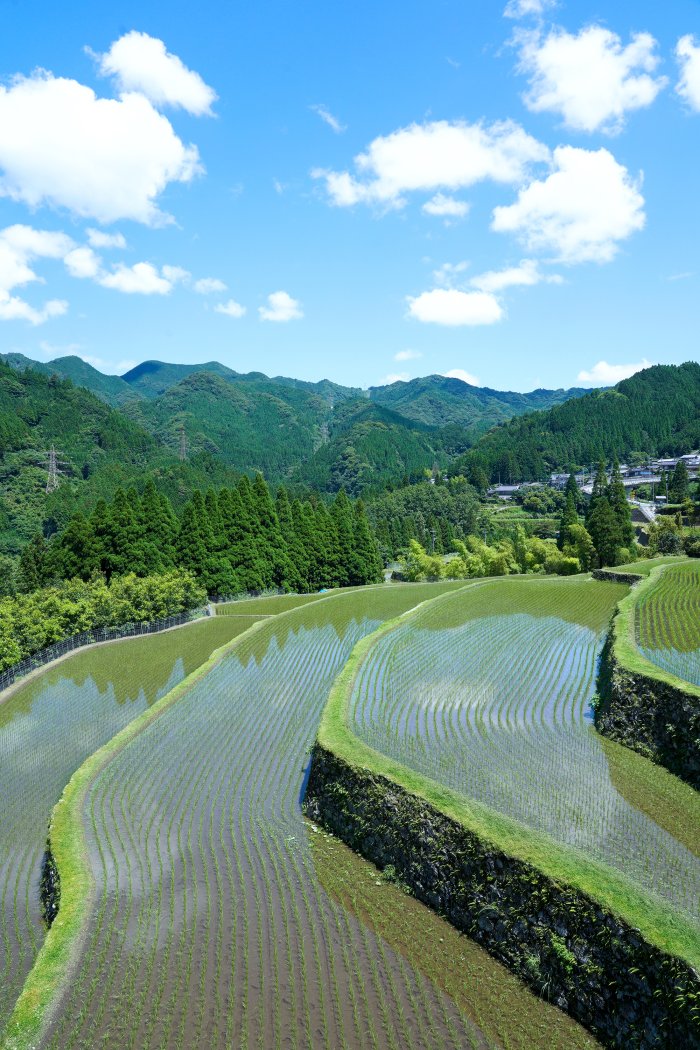 穴川区の棚田