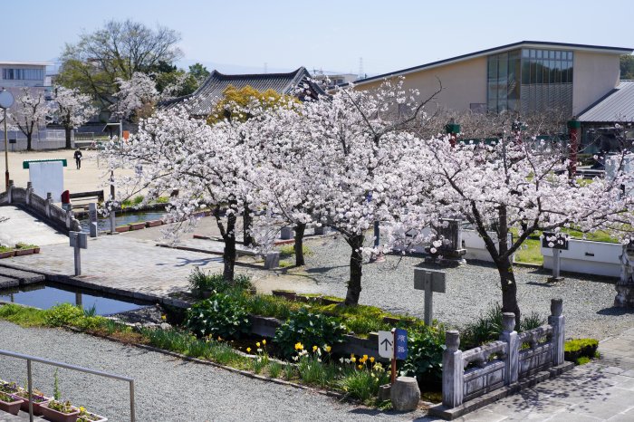 泗水孔子公園の桜③