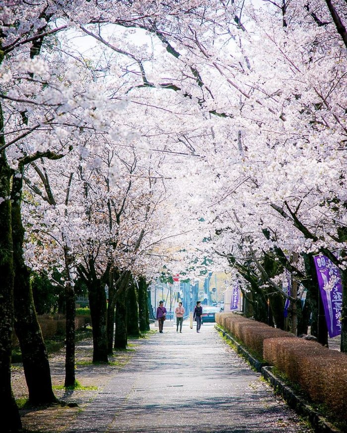 菊池公園から菊池神社へ