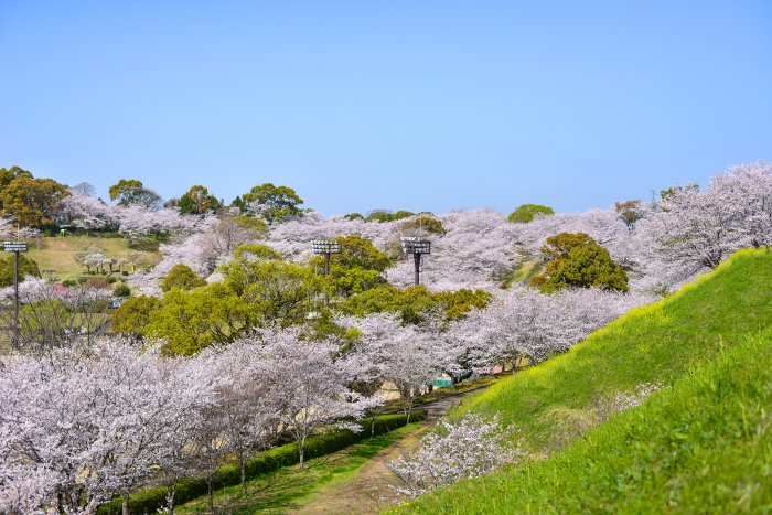 菊池公園の桜④