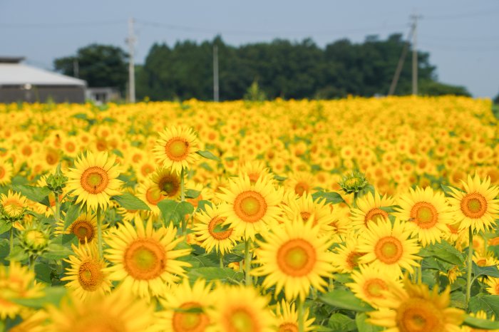 岩本区のヒマワリ