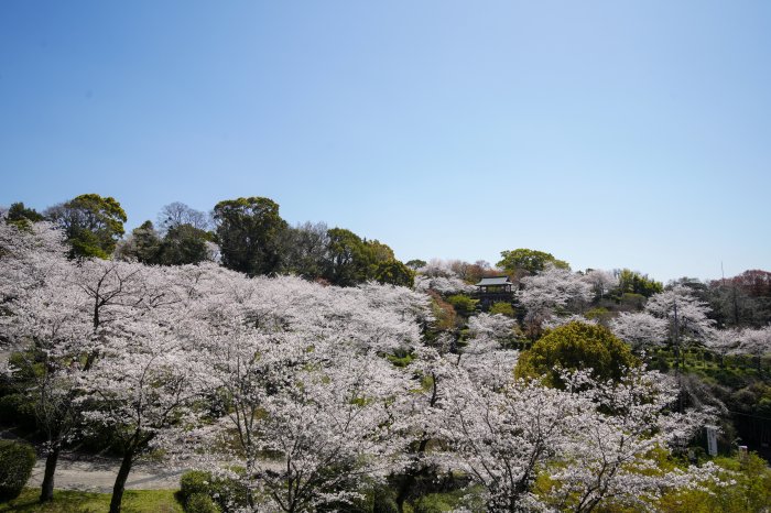 菊池公園の桜