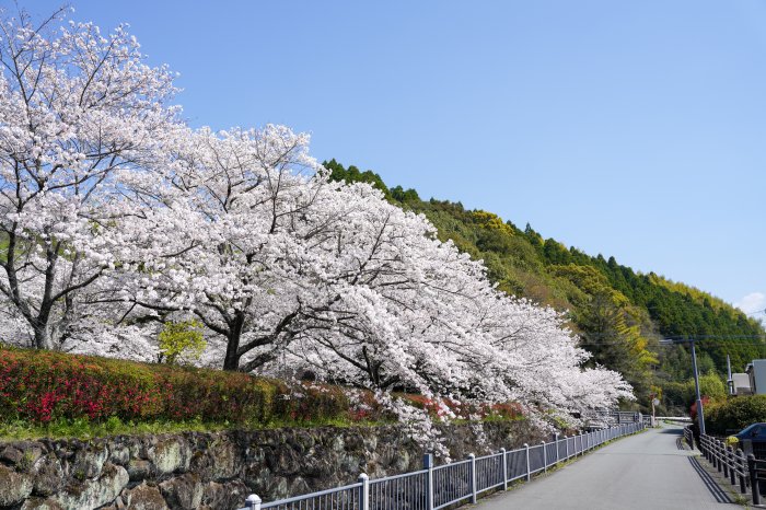 築地井手の桜