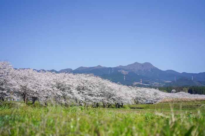 市道伊萩平線沿いの桜並木