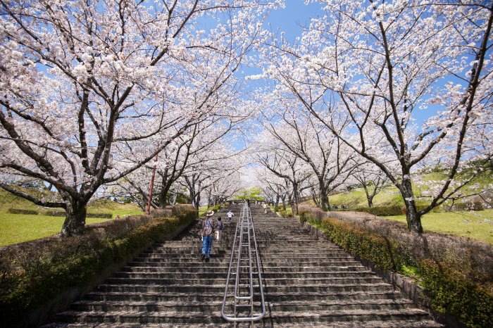 菊池公園の桜③
