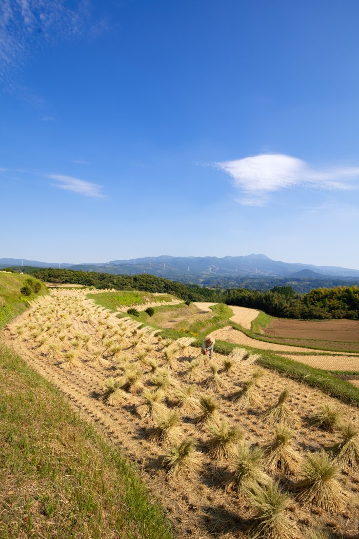 菊池佐野区の棚田