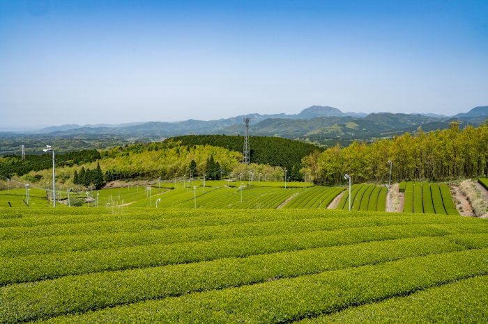 原地区の茶畑