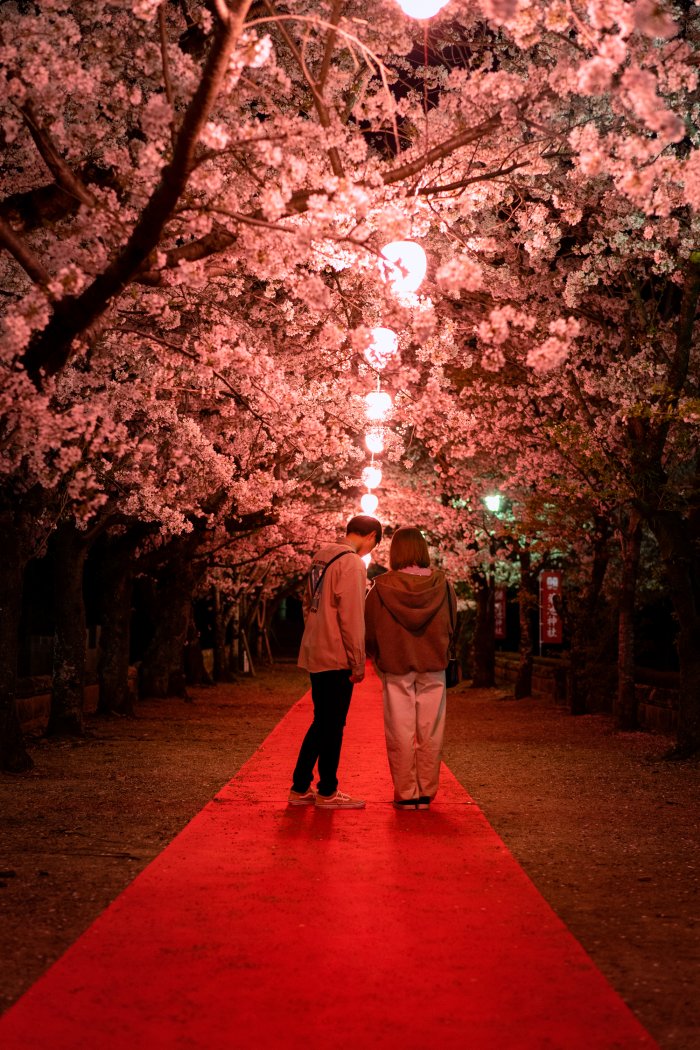 菊池公園の夜桜