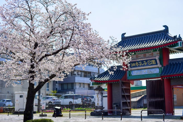 泗水孔子公園の桜