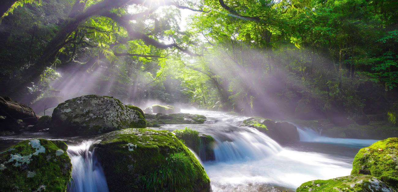 夏の菊池渓谷の画像