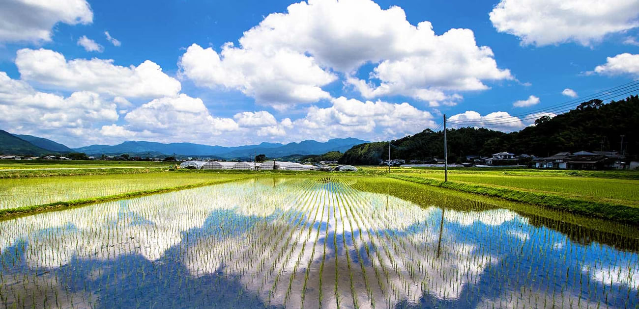 夏の田園風景の画像