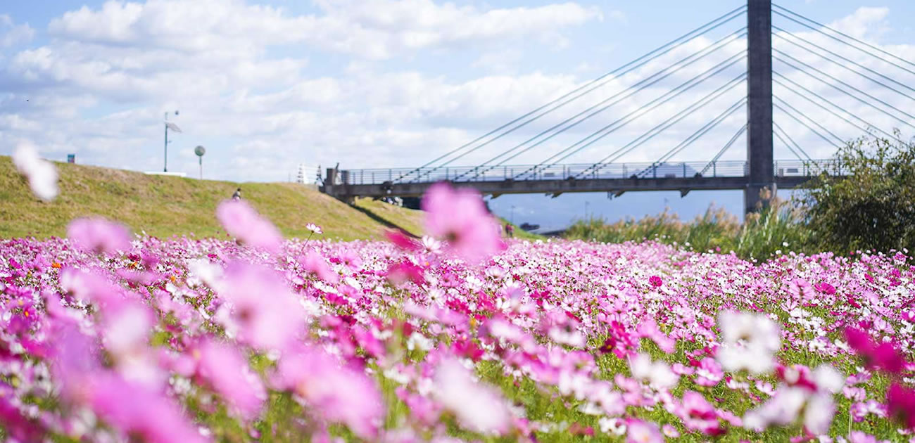 七城のコスモスの画像