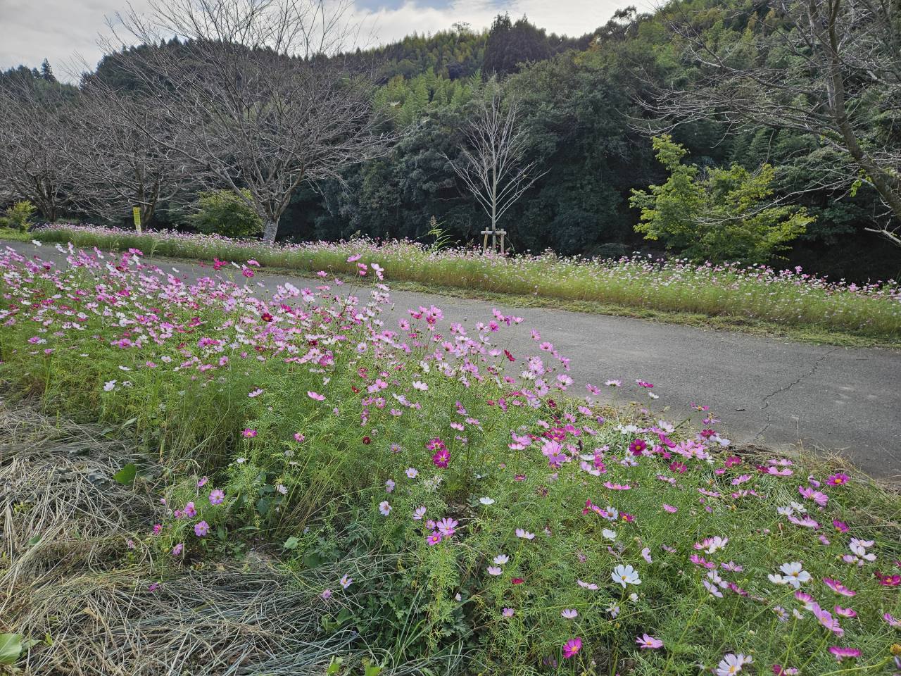緑化推進事業写真