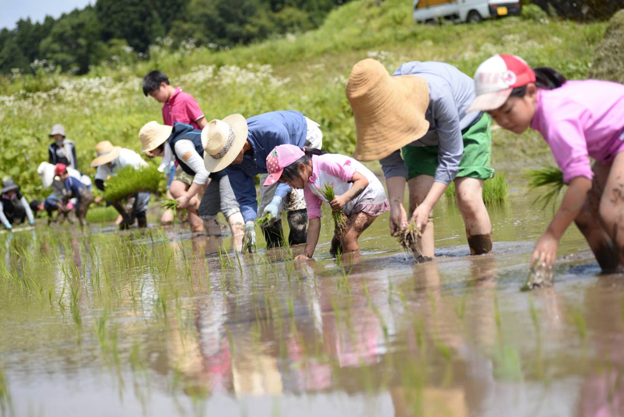 田植えの様子