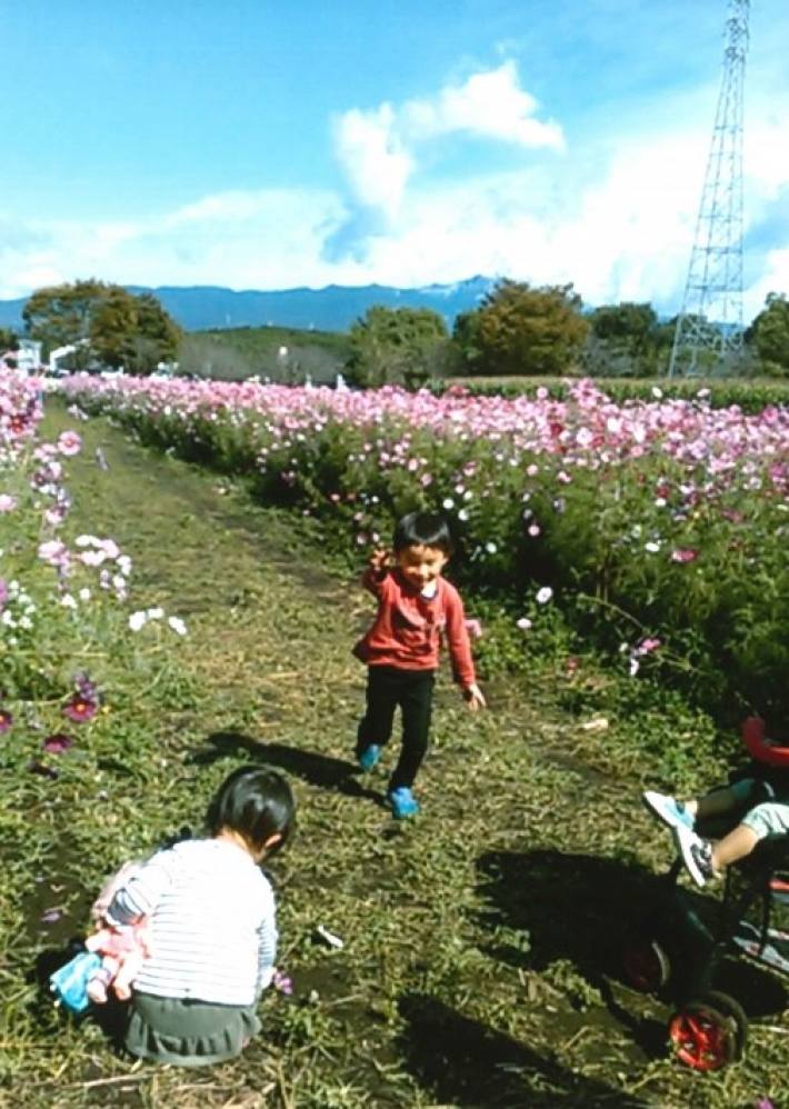 赤星洋子様の作品「コスモス畑にて」の写真