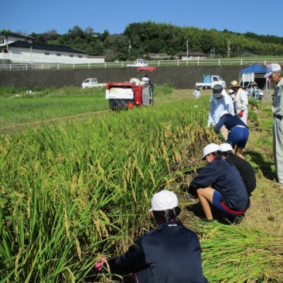 稲刈り