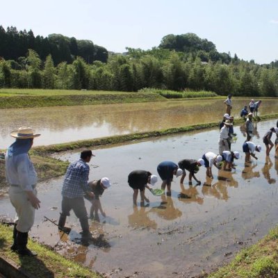 田植えの様子