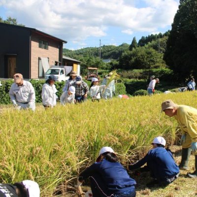 みんなで稲刈り