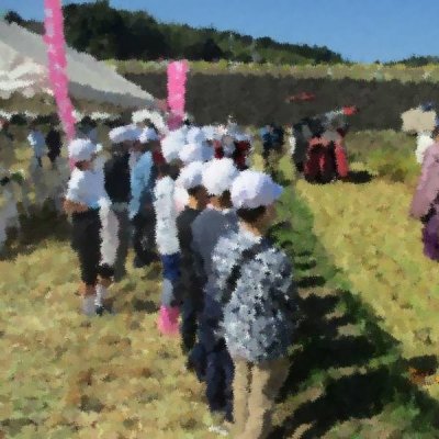 5年生稲刈り1枚目の画像
