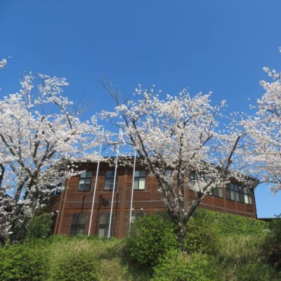 桜の花