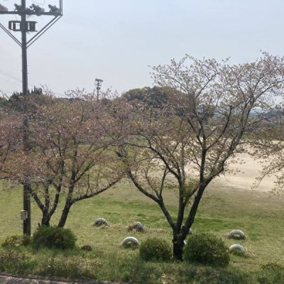 学校の桜の木の画像
