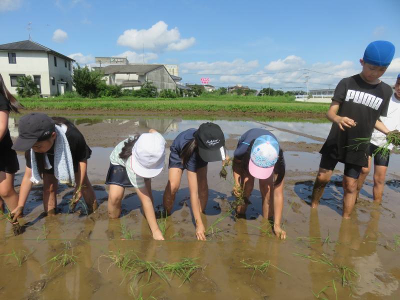 田植え
