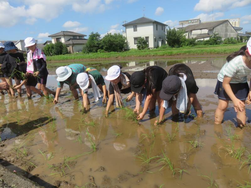 田植え