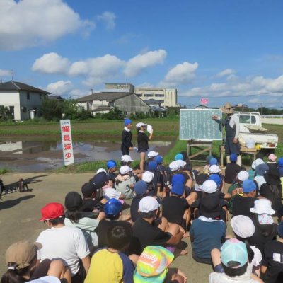 田植え