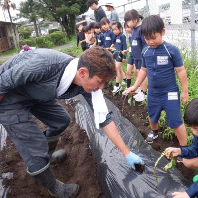 芋苗植え