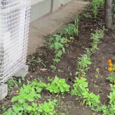 地域の方から花苗をたくさんいただきました。学級園や玄関前の花壇に少しずつ植えています。美しい花に癒されています。