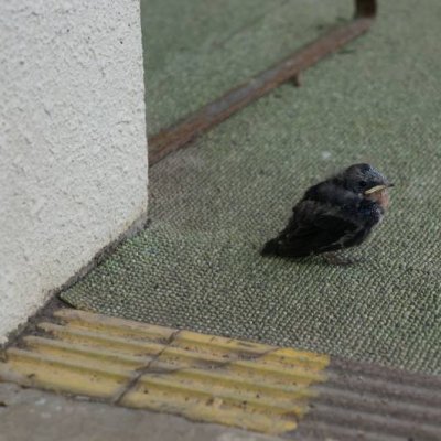 ヒナ