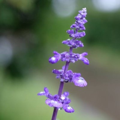 雨にぬれた花の画像