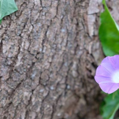 花の画像