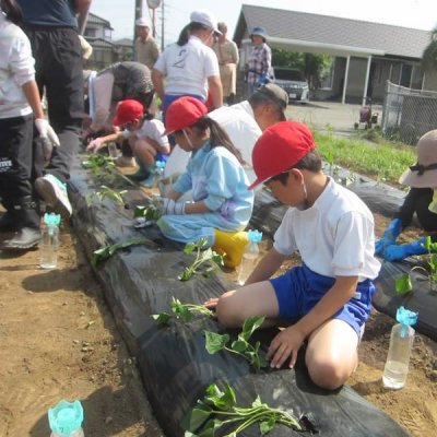 苗植え１